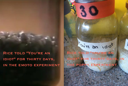 insulted jar on day 30 compared to Emoto experiment